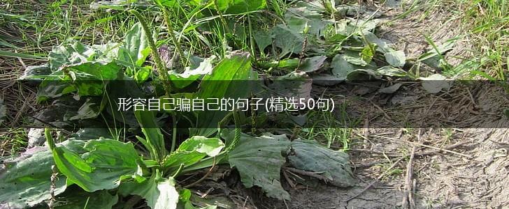 形容自己骗自己的句子(精选50句),第1张