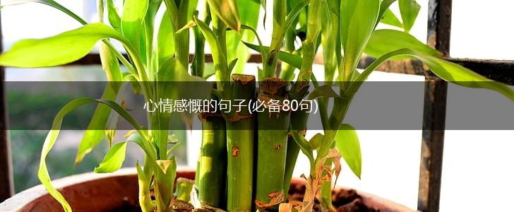 心情感慨的句子(必备80句),第1张