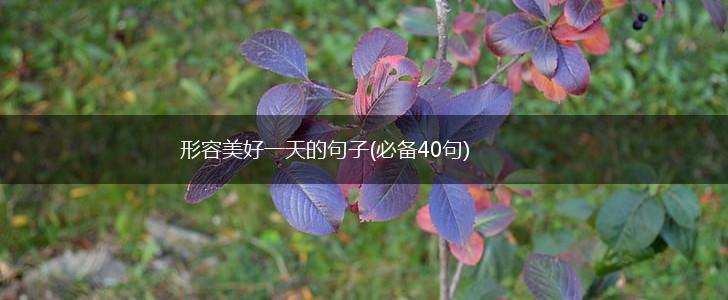 形容美好一天的句子(必备40句),第1张