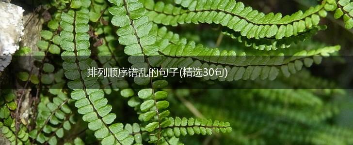 排列顺序错乱的句子(精选30句),第1张