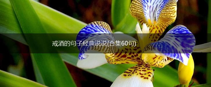 戒酒的句子经典说说(合集60句),第1张