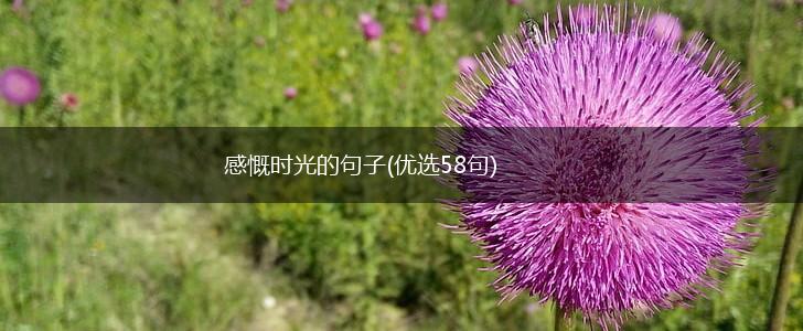感慨时光的句子(优选58句),第1张