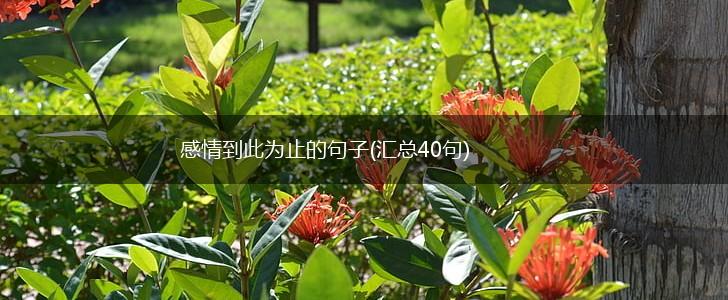 感情到此为止的句子(汇总40句),第1张