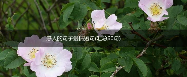 感人的句子爱情短句(汇总60句),第1张