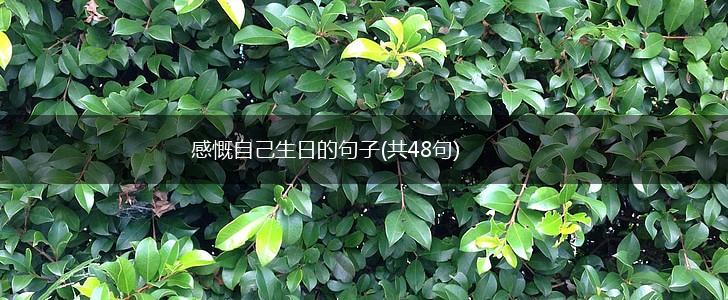 感慨自己生日的句子(共48句),第1张