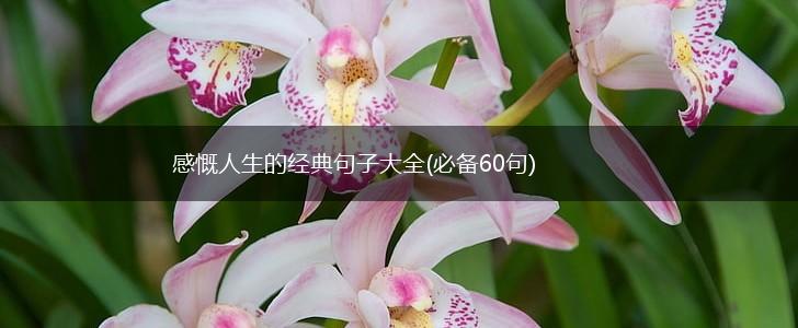感慨人生的经典句子大全(必备60句),第1张