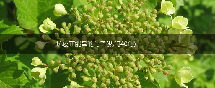 抗疫正能量的句子(热门40句),第1张