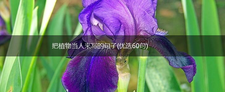把植物当人来写的句子(优选60句),第1张
