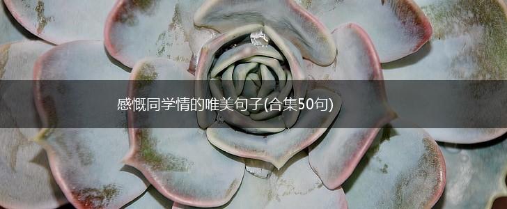 感慨同学情的唯美句子(合集50句),第1张