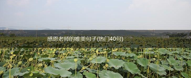 感恩老师的唯美句子(热门40句),第1张