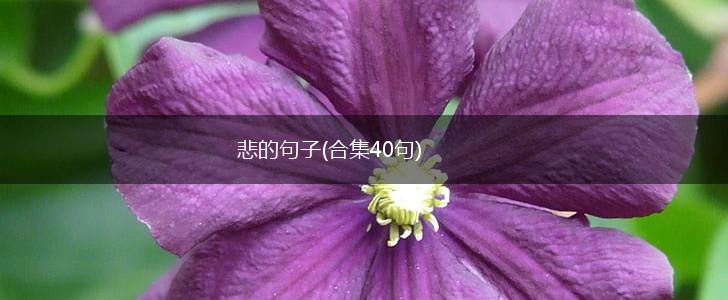 悲的句子(合集40句),第1张