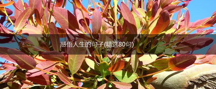 感悟人生的句子(精选80句),第1张