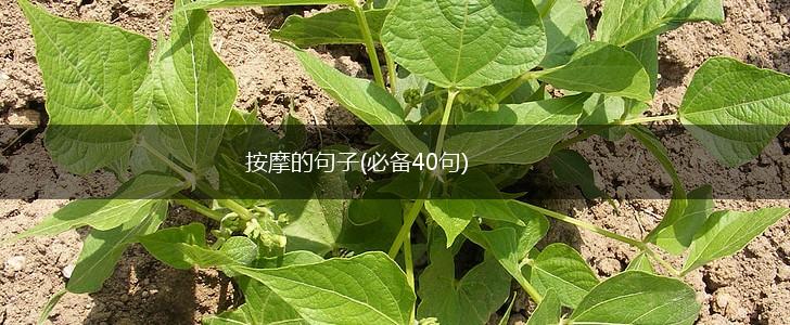 按摩的句子(必备40句),第1张