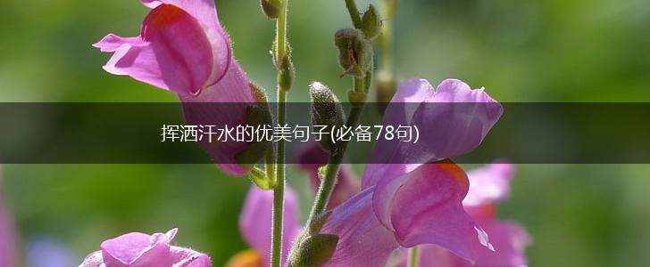 挥洒汗水的优美句子(必备78句),第1张