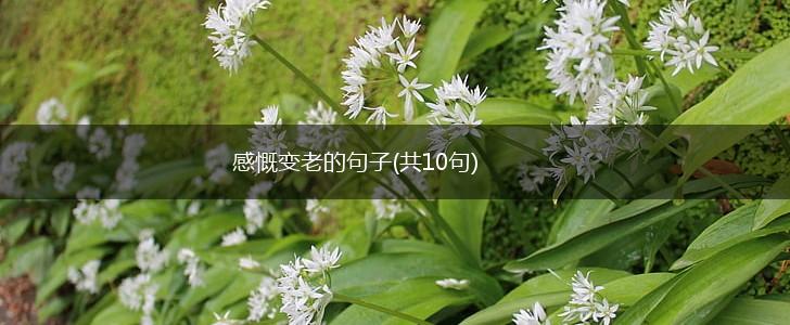 感慨变老的句子(共10句),第1张