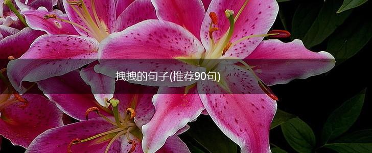 拽拽的句子(推荐90句),第1张