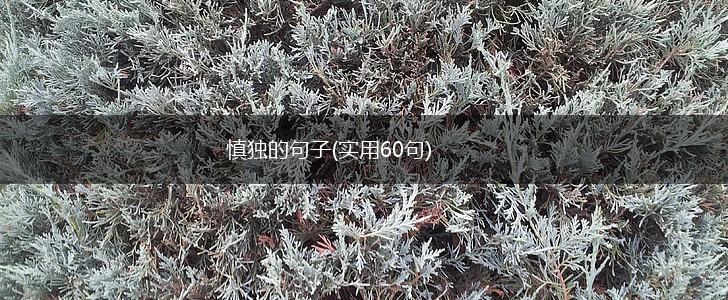 慎独的句子(实用60句),第1张