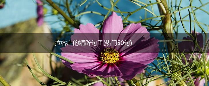拉客户的精辟句子(热门50句),第1张