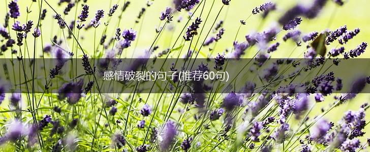 感情破裂的句子(推荐60句),第1张