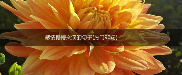 感情慢慢变淡的句子(热门90句),第1张