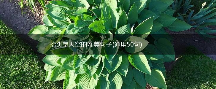 抬头望天空的唯美句子(通用50句),第1张