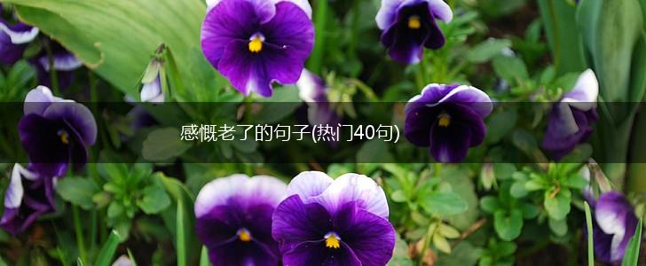 感慨老了的句子(热门40句),第1张