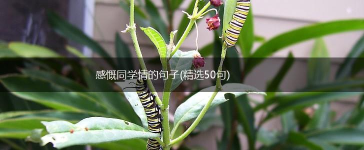感慨同学情的句子(精选50句),第1张
