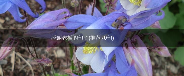 感谢老板的句子(推荐70句),第1张
