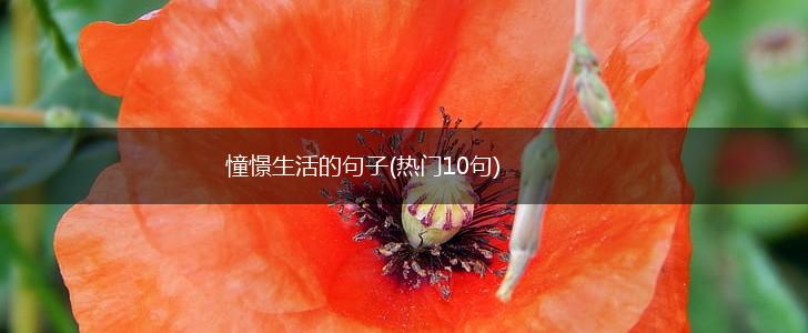 憧憬生活的句子(热门10句),第1张