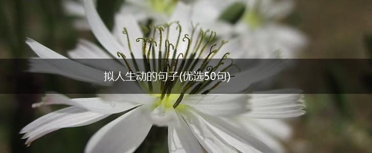 拟人生动的句子(优选50句),第1张