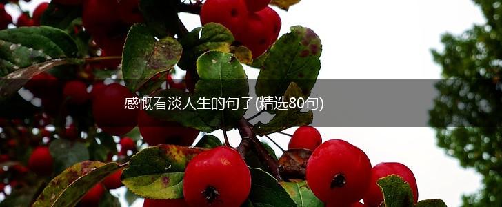感慨看淡人生的句子(精选80句),第1张