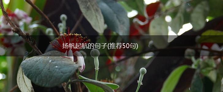 扬帆起航的句子(推荐50句),第1张