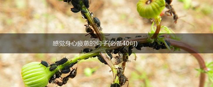 感觉身心疲惫的句子(必备40句),第1张