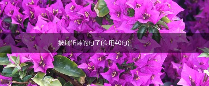 披荆斩棘的句子(实用40句),第1张