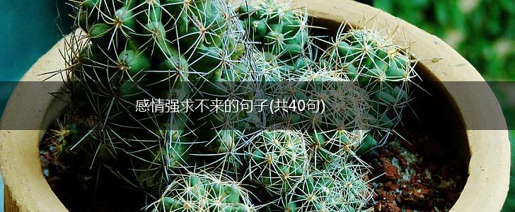 感情强求不来的句子(共40句),第1张