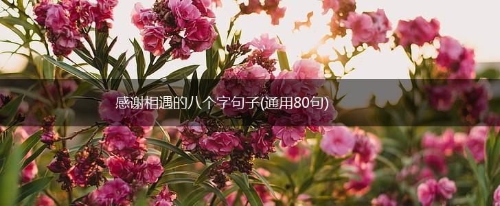 感谢相遇的八个字句子(通用80句),第1张