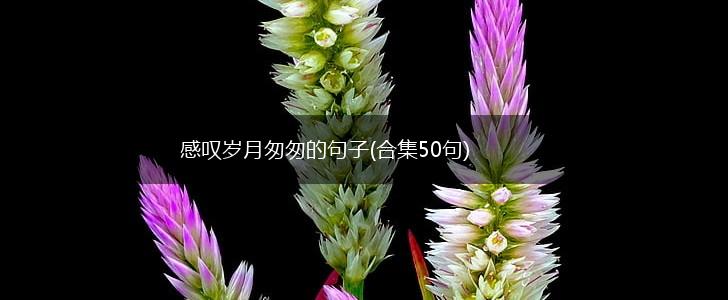 感叹岁月匆匆的句子(合集50句),第1张