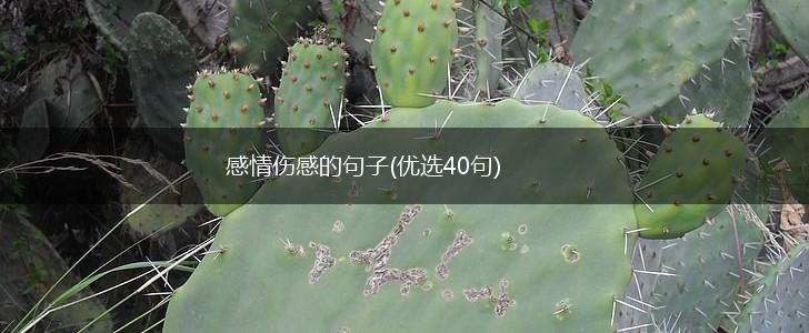 感情伤感的句子(优选40句),第1张