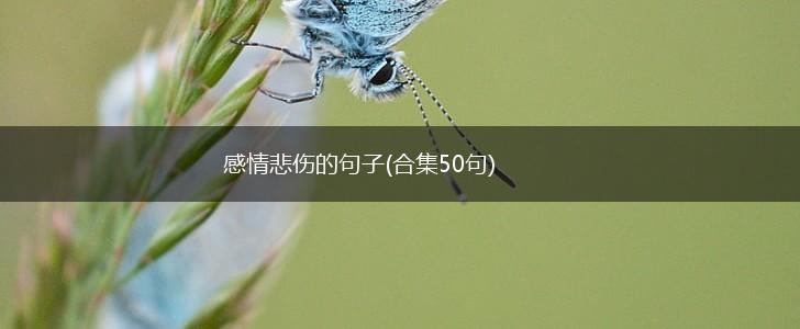 感情悲伤的句子(合集50句),第1张