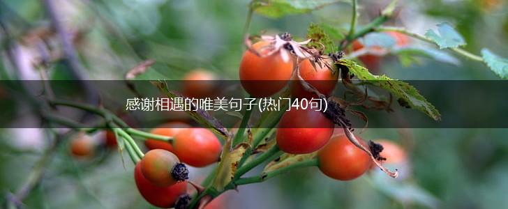感谢相遇的唯美句子(热门40句),第1张