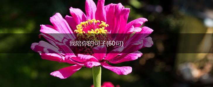 我陪你的句子(60句),第1张