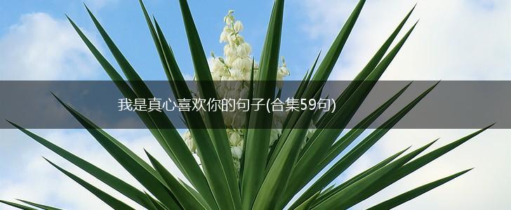 我是真心喜欢你的句子(合集59句),第1张