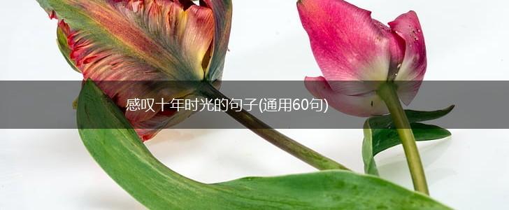 感叹十年时光的句子(通用60句),第1张