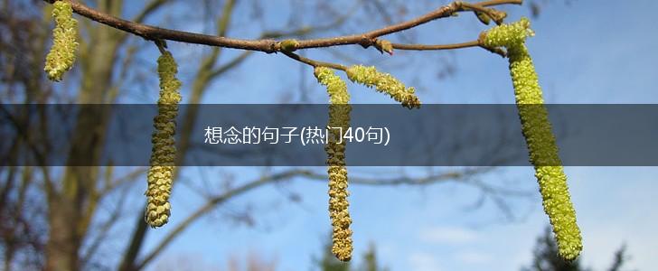 想念的句子(热门40句),第1张