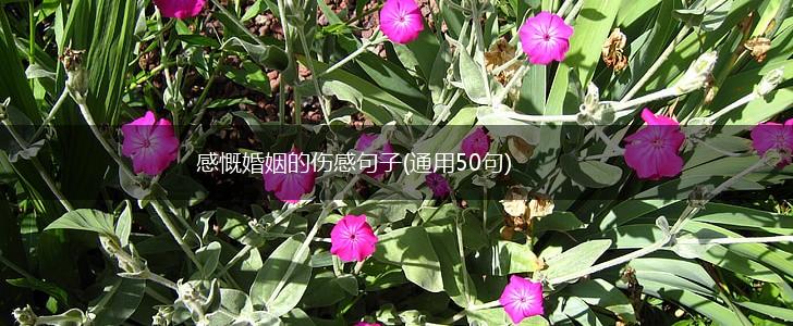 感慨婚姻的伤感句子(通用50句),第1张