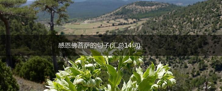 感恩佛菩萨的句子(汇总14句),第1张