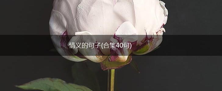 情义的句子(合集40句),第1张