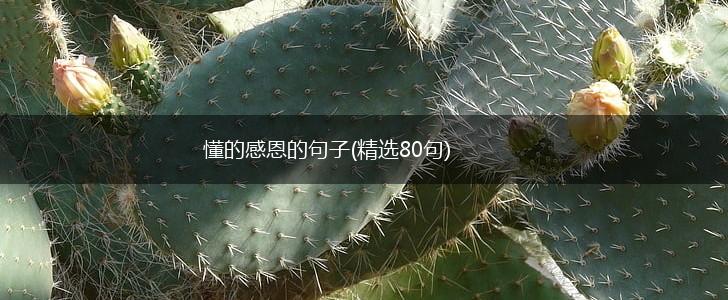懂的感恩的句子(精选80句),第1张