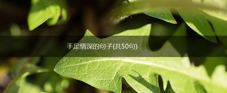 手足情深的句子(共50句),第1张