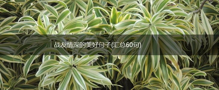 战友情深的美好句子(汇总60句),第1张